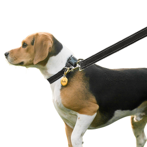 Blød, Reflekterende Hundesnor i Bomuld Beagle på gåtur med sort refleks-halsbånd og snor med id brik og fast clips.