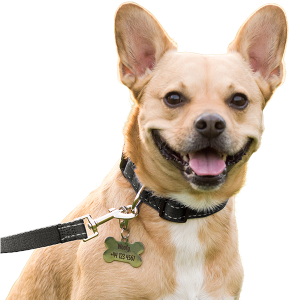 Glad hund med sort refleks-halsbånd og hundetegn – klar til tur med stil og sikkerhed.