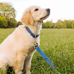 Blødt, Reflekterende Hundehalsbånd i Bomuld