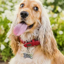 Ben Sølv Hundetegn Luksus