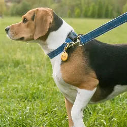 Rundt Guld Hundetegn Luksus