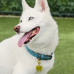 Hjerte Guld Hundetegn Luksus