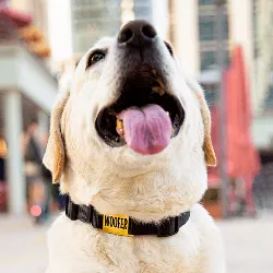 Slide-On Guld Hundetegn