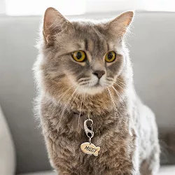 Fisk sølv Kattetegn