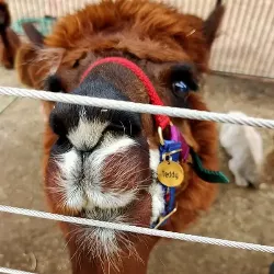 Rundt Guld Hundetegn