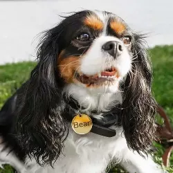 Rundt Guld Hundetegn